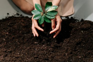 planting tree in soil