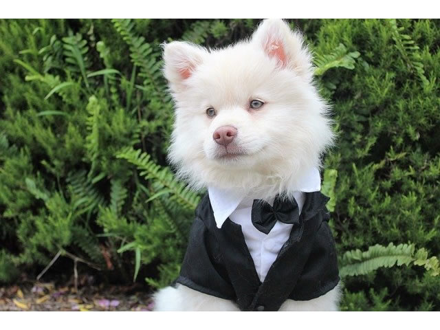 A dog in a suit to illustrate one of the unique wedding ceremony ideas 
