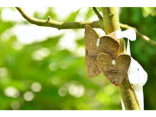 a young tree with two heart-shaped pieces of bark tied to it